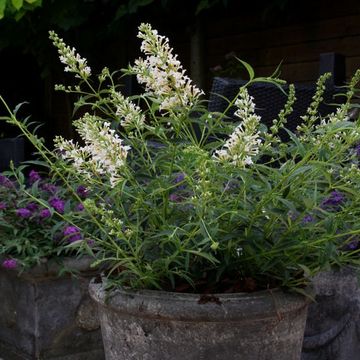 Buddleja FREE PETITE SNOW WHITE