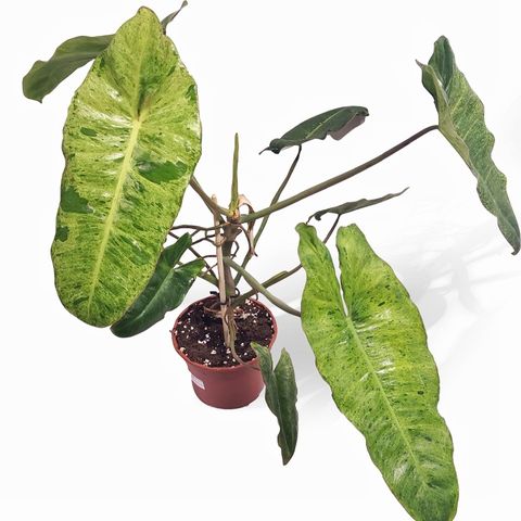 Philodendron 'Paraiso Verde'