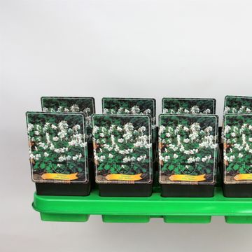 Geranium x cantabrigiense 'Biokovo'