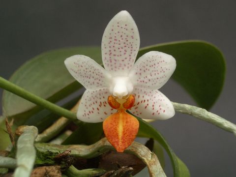 Phalaenopsis 'Mini Mark'