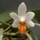 Phalaenopsis 'Mini Mark'