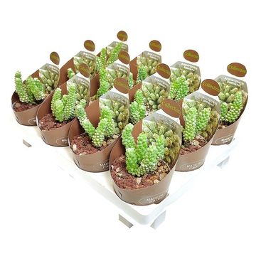 Anacampseros baeseckei