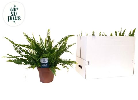 Nephrolepis exaltata 'Green Lady'