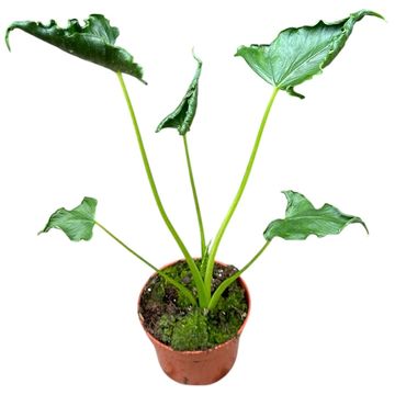 Alocasia 'Triangularis'
