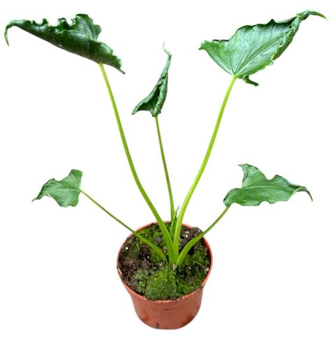 Alocasia 'Triangularis'