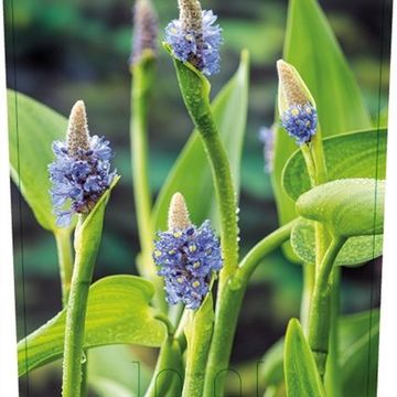 Pontederia lanceolata