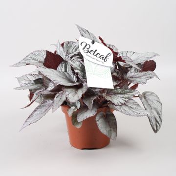 Begonia BELEAF ARCTIC BREEZE