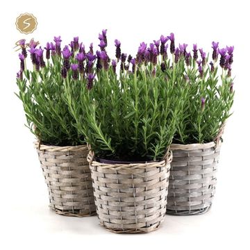 Lavandula stoechas 'Анук'