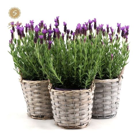 Lavandula stoechas 'Anouk'