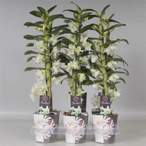 Dendrobium nobile STAR CLASS APOLLON