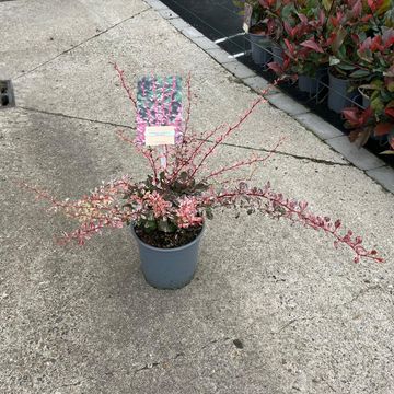 Berberis thunbergii 'Harlequin'