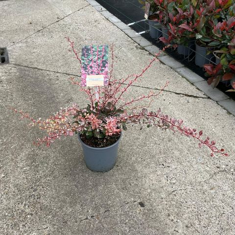 Berberis thunbergii 'Арлекин'