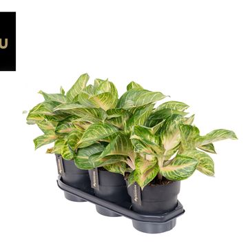 Aglaonema 'Sakura Mochi'