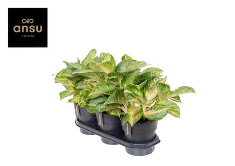 Aglaonema 'Sakura Mochi'