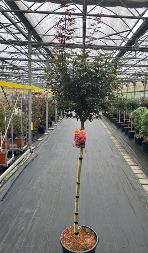 Acer palmatum 'Skeeter's Broom'