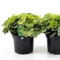 Alchemilla mollis