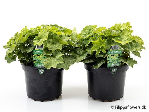 Alchemilla mollis