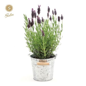 Lavandula stoechas 'Anouk'