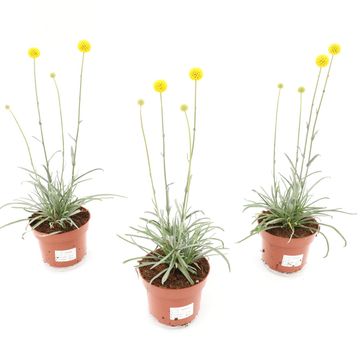 Craspedia globosa 'Golf Beauty'