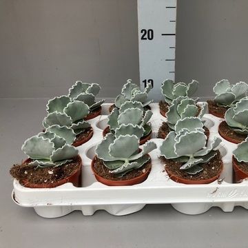 Cotyledon undulata