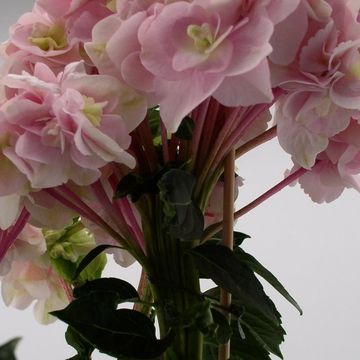 Hydrangea macrophylla HOVARIA TWISTY