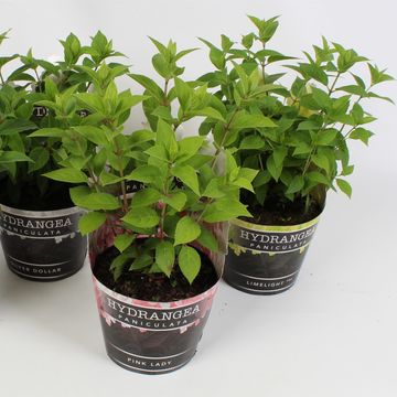 Hydrangea paniculata MIX