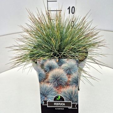 Festuca glauca 'Elijah Blue'
