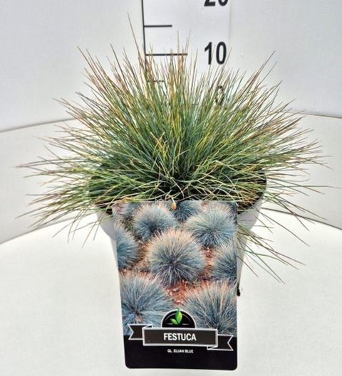 Festuca glauca 'Elijah Blue'