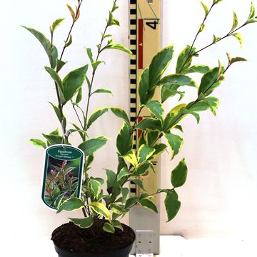 Ligustrum japonicum ARLEQUIN