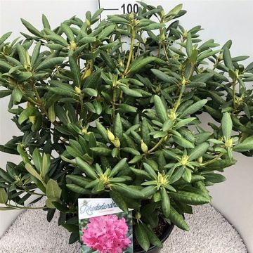 Rhododendron 'Розеум Элеганс'