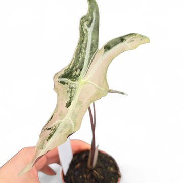 Alocasia sanderiana 'Nobilis Pink'