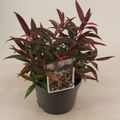 Leucothoe keiskei BURNING LOVE