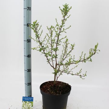 Exochorda racemosa 'Niagara'