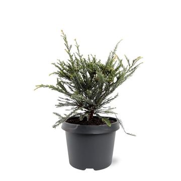 Sequoia sempervirens 'Adpressa'