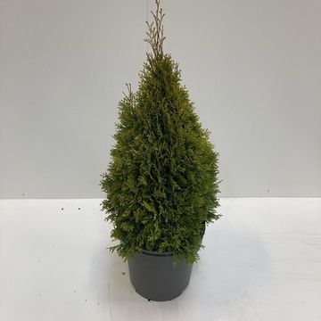 Thuja occidentalis GOLDEN SMARAGD