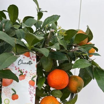 Citrus x limonia 'Rangpur'