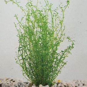 Crassula helmsii (van der Velde Waterplanten BV)
