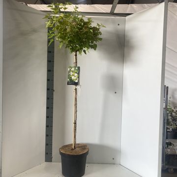 Physocarpus opulifolius 'Luteus'