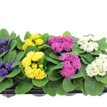 Primula RUBENS MIX