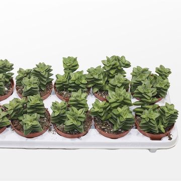 Crassula 'Springtime'
