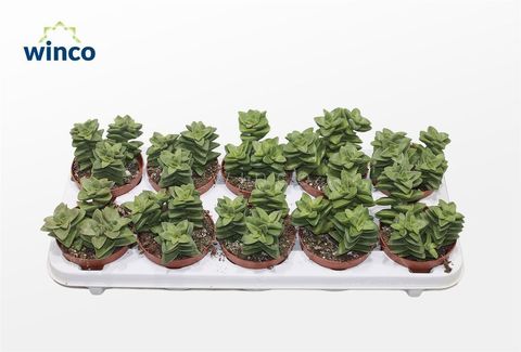 Crassula 'Springtime'