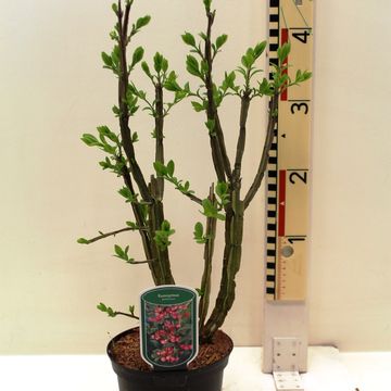 Euonymus phellomanus