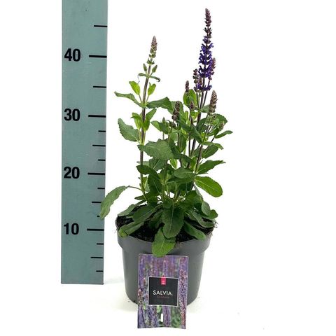 Salvia nemorosa 'Caradonna'