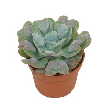 Echeveria 'Blue Heart'