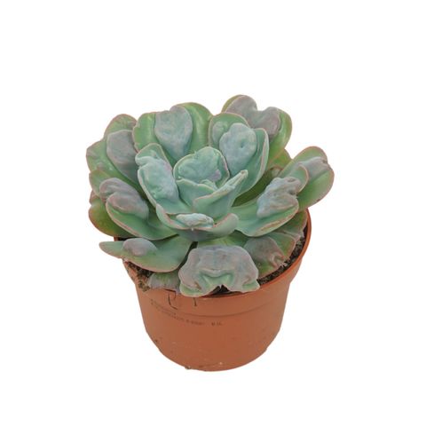 Echeveria 'Blue Heart'