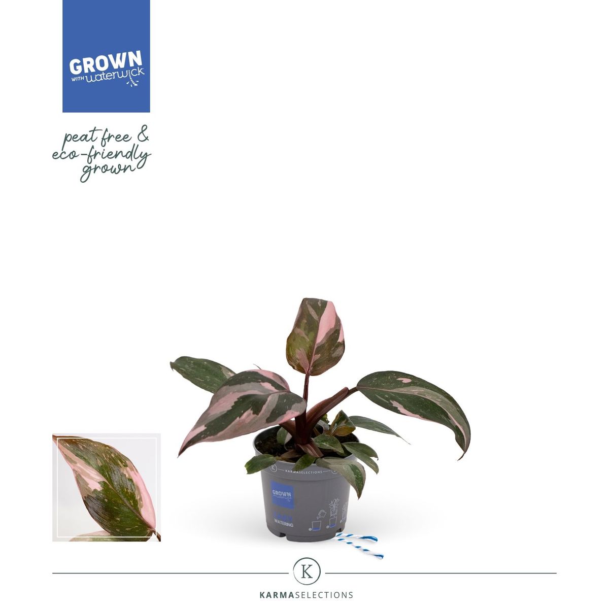 Philodendron 'Pink Princess' — Plant Wholesale FlorAccess