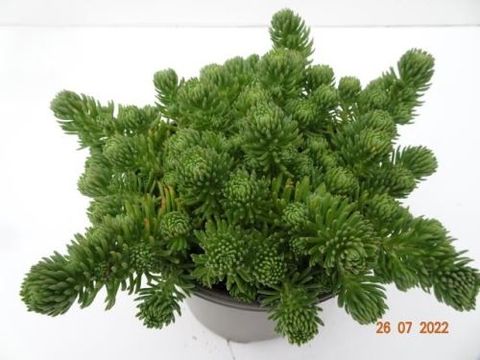 Petrosedum ochroleucum 'Green Ball'