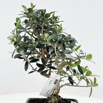 Olea europaea