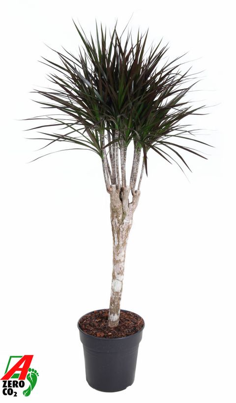 Dracaena marginata 'Magenta'