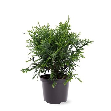 Thujopsis dolabrata